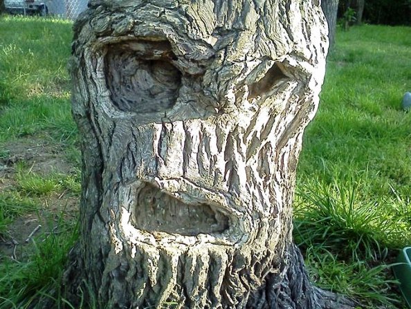 Вечно недовольное дерево Вечно недовольное дерево