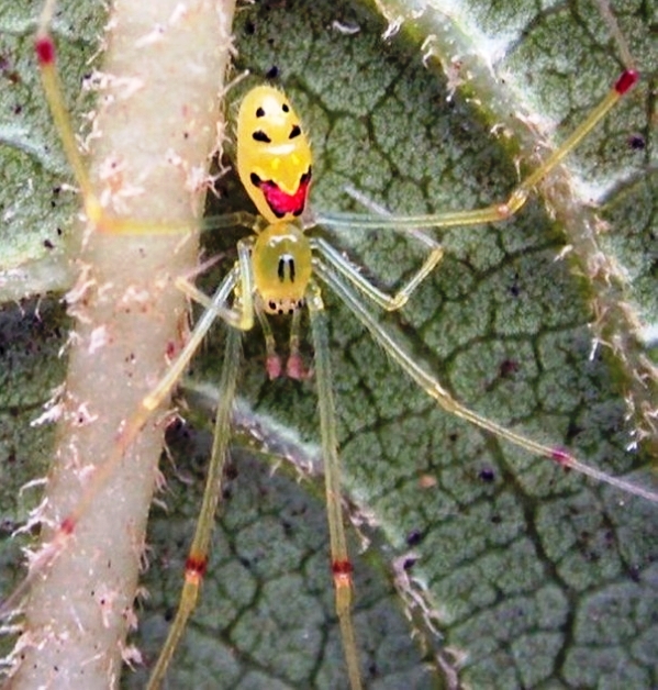 А вам слабо так улыбаться? А вам слабо так улыбаться?