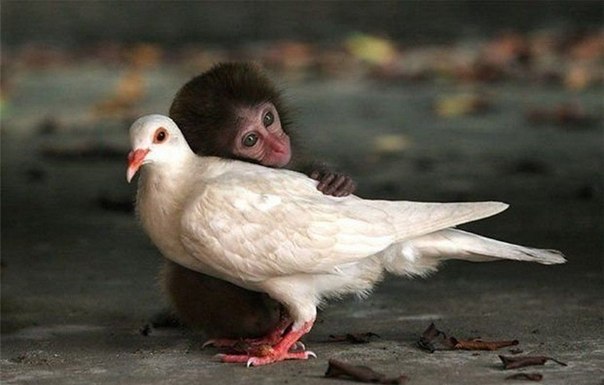 Доброе слово и птичке приятно Доброе слово и птичке приятно