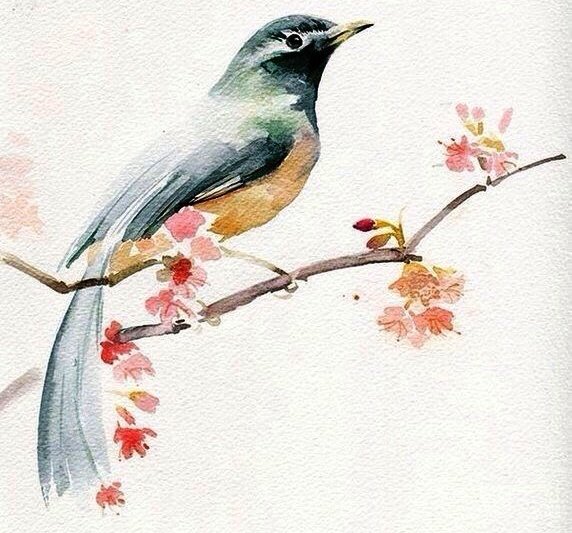 Рисунок птицы акварелью Рисунок птицы акварелью